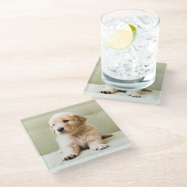 Cutest Baby Animals | Golden Retriever Puppy Glass Coaster (Angled)