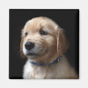 Cutest Baby Animals   Golden Retriever Puppy Magnet