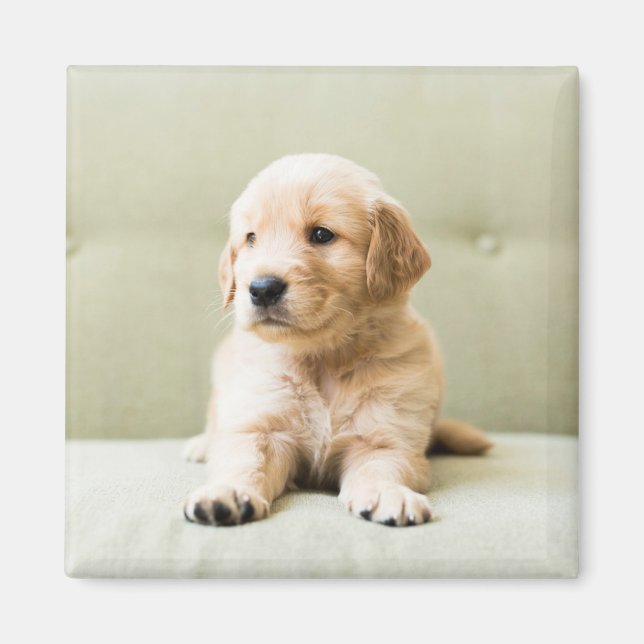 Cutest Baby Animals | Golden Retriever Puppy Magnet (Front)