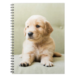 Cutest Baby Animals   Golden Retriever Puppy Notebook