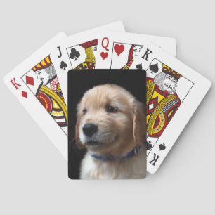 Cutest Baby Animals   Golden Retriever Puppy Playing Cards