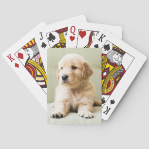 Cutest Baby Animals   Golden Retriever Puppy Playing Cards