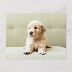 Cutest Baby Animals   Golden Retriever Puppy Postcard
