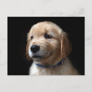 Cutest Baby Animals   Golden Retriever Puppy Postcard