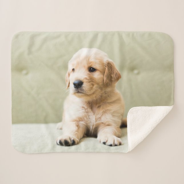 Cutest Baby Animals | Golden Retriever Puppy Sherpa Blanket (Front (Horizontal))
