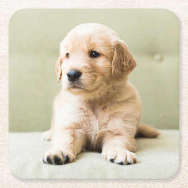 Cutest Baby Animals | Golden Retriever Puppy Square Paper Coaster (Front)