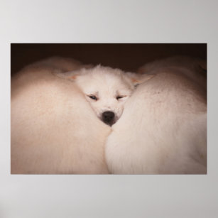Cutest Baby Animals   Golden Retriever Snuggle Poster