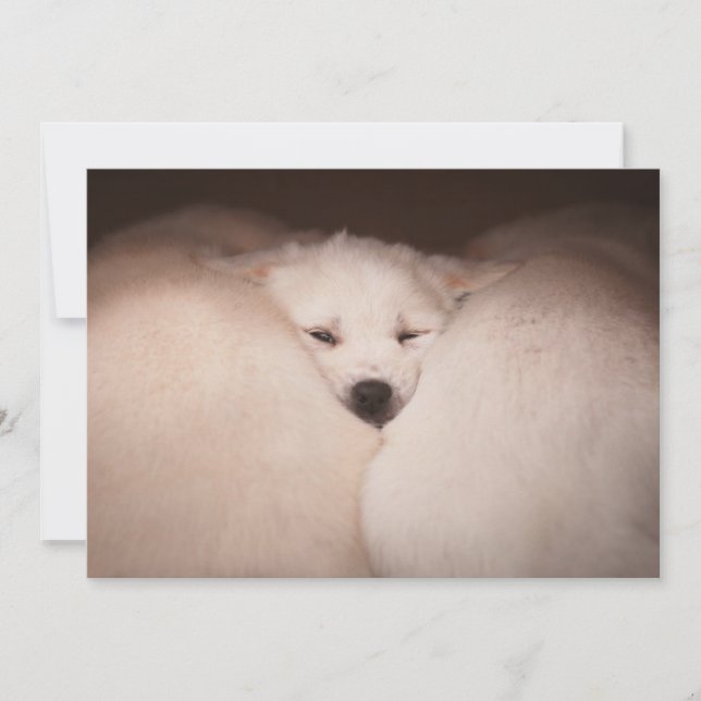 Cutest Baby Animals | Golden Retriever Snuggle Thank You Card (Front)