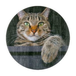 Cutest Baby Animals   Gray Tabby Cat Face Cutting Board