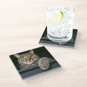 Cutest Baby Animals   Gray Tabby Cat Face Glass Coaster