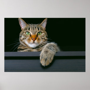 Cutest Baby Animals   Gray Tabby Cat Face Poster
