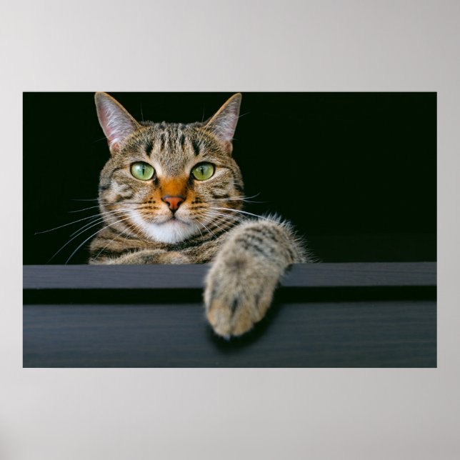 Cutest Baby Animals | Gray Tabby Cat Face Poster (Front)