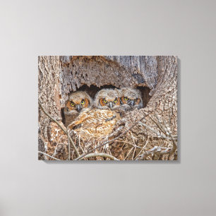 Cutest Baby Animals Great Horned Chicks Canvas Print