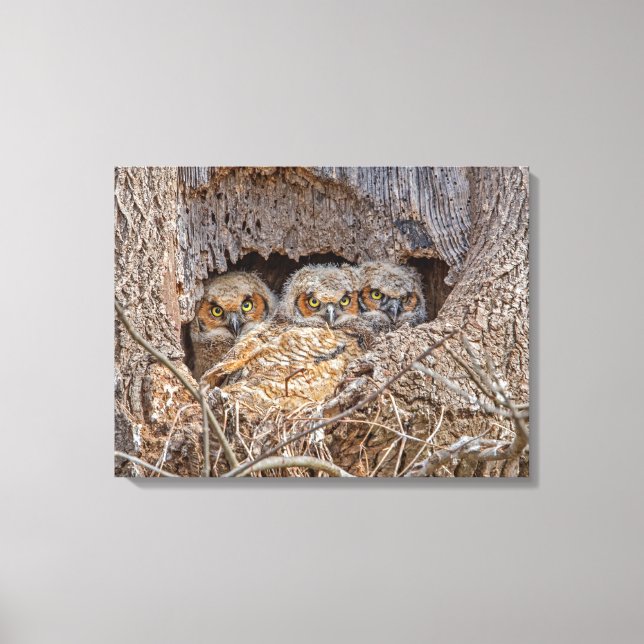 Cutest Baby Animals | Great Horned Chicks Canvas Print (Front)