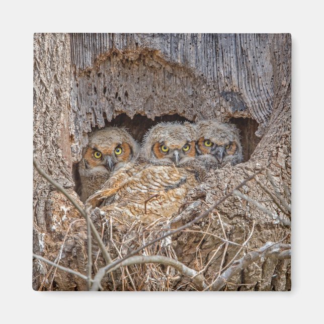 Cutest Baby Animals | Great Horned Chicks Magnet (Front)