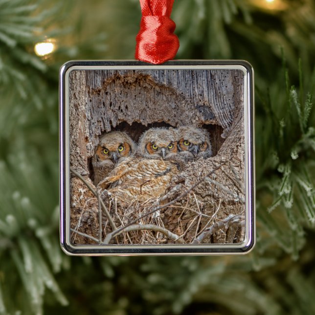 Cutest Baby Animals | Great Horned Chicks Metal Tree Decoration (Tree)