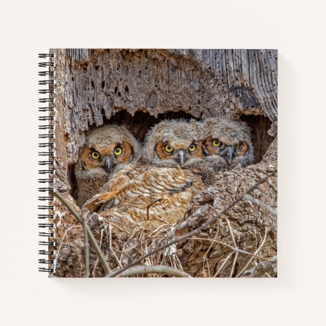 Cutest Baby Animals | Great Horned Chicks Notebook (Front)