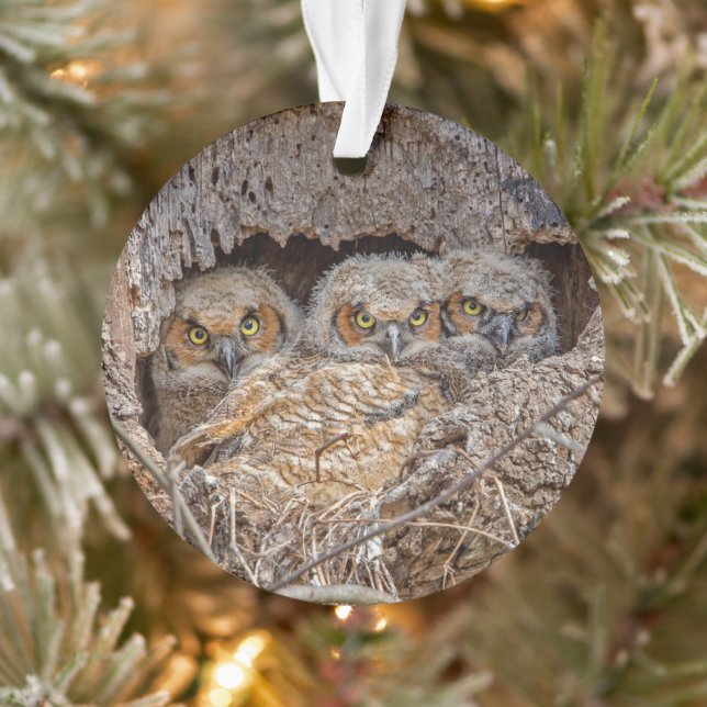 Cutest Baby Animals | Great Horned Chicks Ornament (Tree)