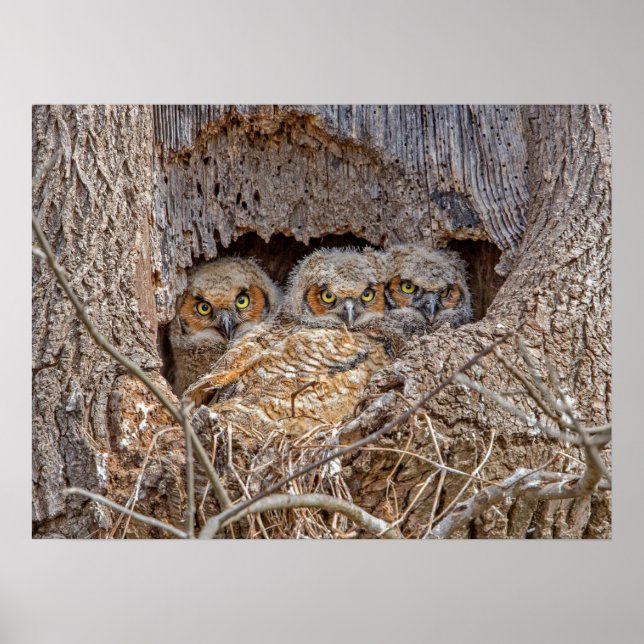Cutest Baby Animals | Great Horned Chicks Poster (Front)