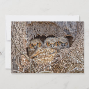 Cutest Baby Animals Great Horned Chicks Thank You Card