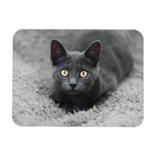 Cutest Baby Animals   Grey Cat Magnet