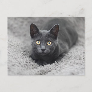 Cutest Baby Animals   Grey Cat Postcard