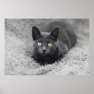 Cutest Baby Animals   Grey Cat Poster