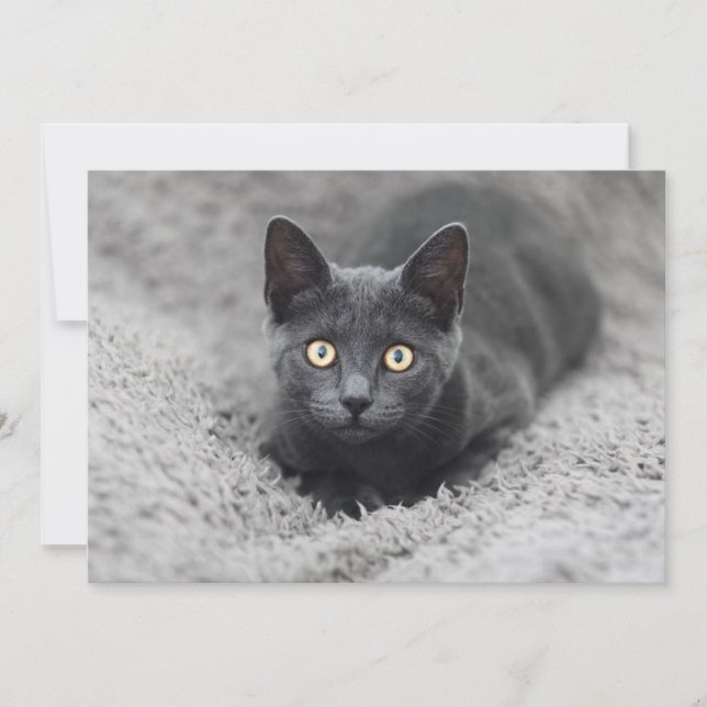 Cutest Baby Animals | Grey Cat Thank You Card (Front)
