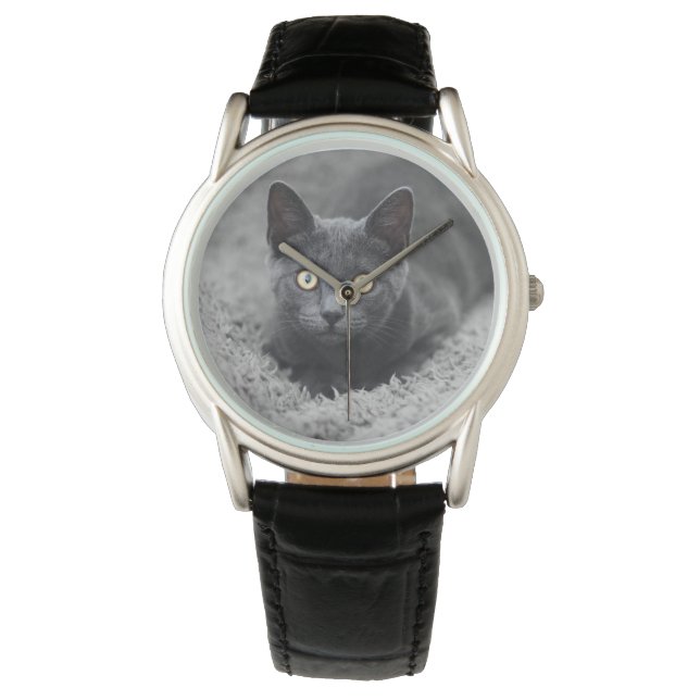 Cutest Baby Animals | Grey Cat Watch (Front)