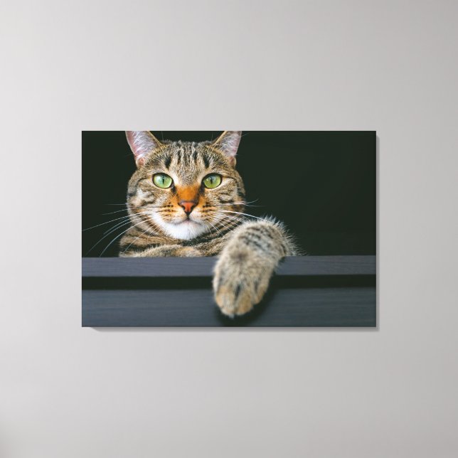 Cutest Baby Animals | Grey Tabby Cat Face Canvas Print (Front)