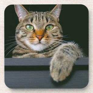 Cutest Baby Animals   Grey Tabby Cat Face Coaster
