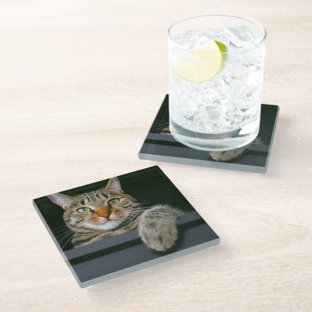 Cutest Baby Animals | Grey Tabby Cat Face Glass Coaster (Angled)