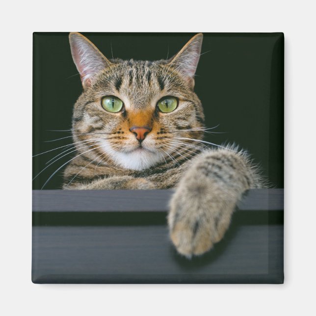 Cutest Baby Animals | Grey Tabby Cat Face Magnet (Front)