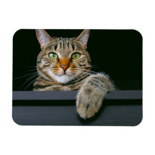 Cutest Baby Animals Grey Tabby Cat Face Magnet