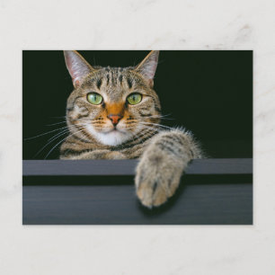 Cutest Baby Animals Grey Tabby Cat Face Postcard