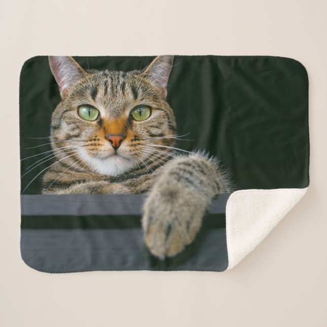Cutest Baby Animals | Grey Tabby Cat Face Sherpa Blanket (Front (Horizontal))