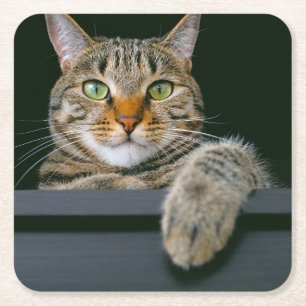 Cutest Baby Animals Grey Tabby Cat Face Square Paper Coaster