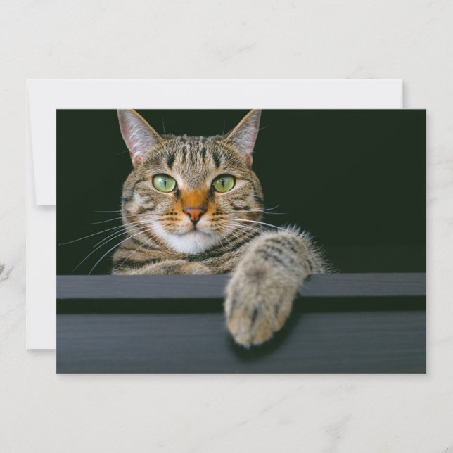 Cutest Baby Animals | Grey Tabby Cat Face Thank You Card (Front)