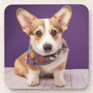 Cutest Baby Animals Halloween Corgi Coaster