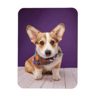 Cutest Baby Animals   Halloween Corgi Magnet