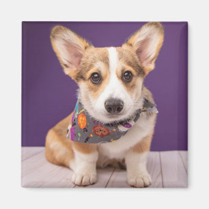 Cutest Baby Animals   Halloween Corgi Magnet