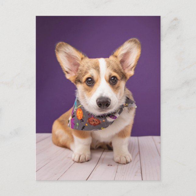 Cutest Baby Animals | Halloween Corgi Postcard (Front)