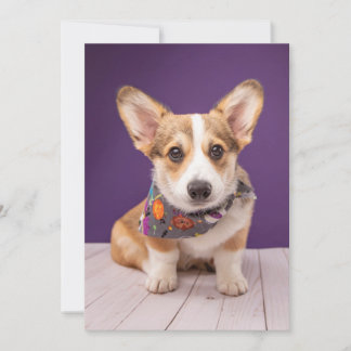 Cutest Baby Animals | Halloween Corgi Thank You Card