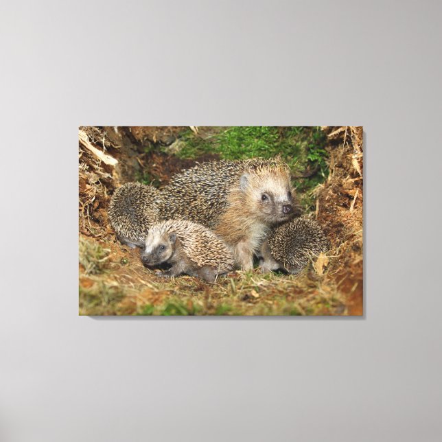 Cutest Baby Animals | Hedgehog Family Canvas Print (Front)