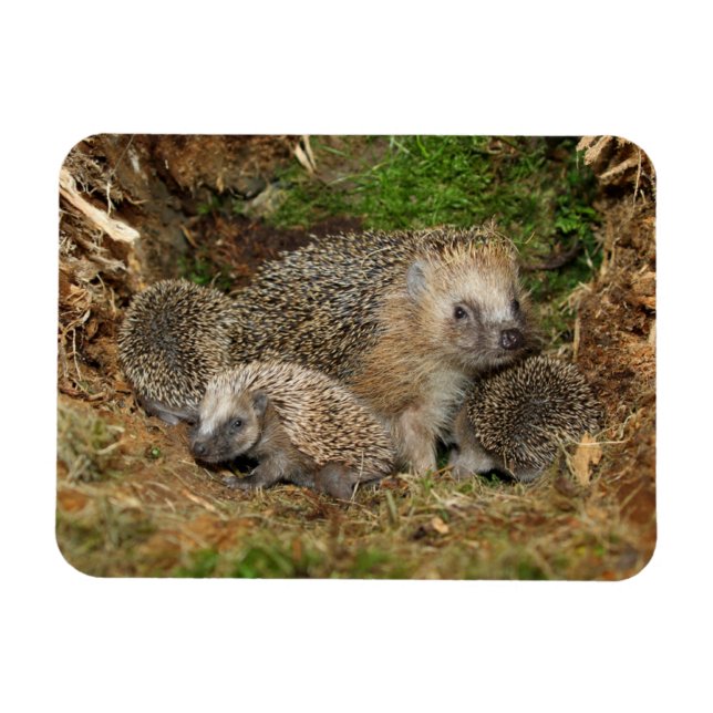 Cutest Baby Animals | Hedgehog Family Magnet (Horizontal)