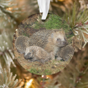 Cutest Baby Animals   Hedgehog Family Ornament