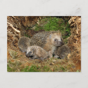 Cutest Baby Animals Hedgehog Family Postcard