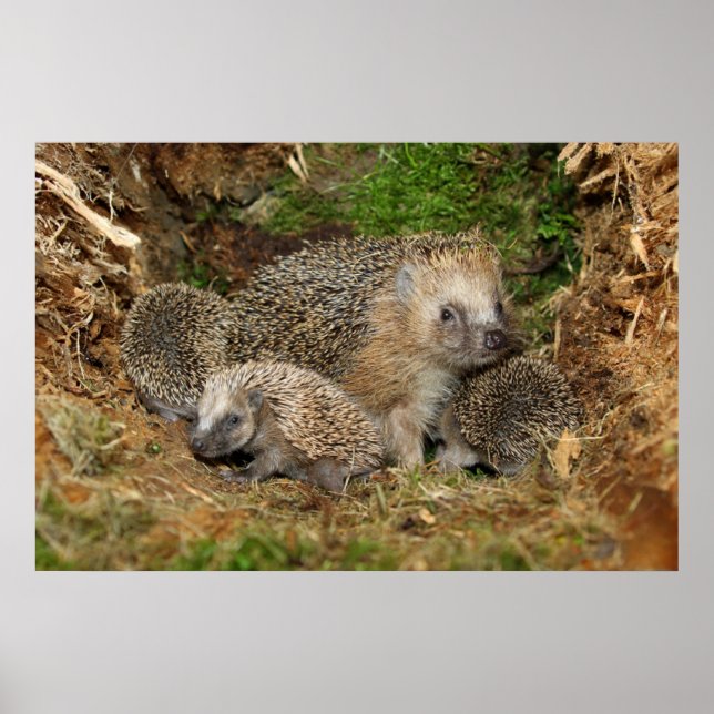 Cutest Baby Animals | Hedgehog Family Poster (Front)