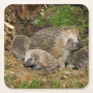Cutest Baby Animals   Hedgehog Family Square Paper Coaster
