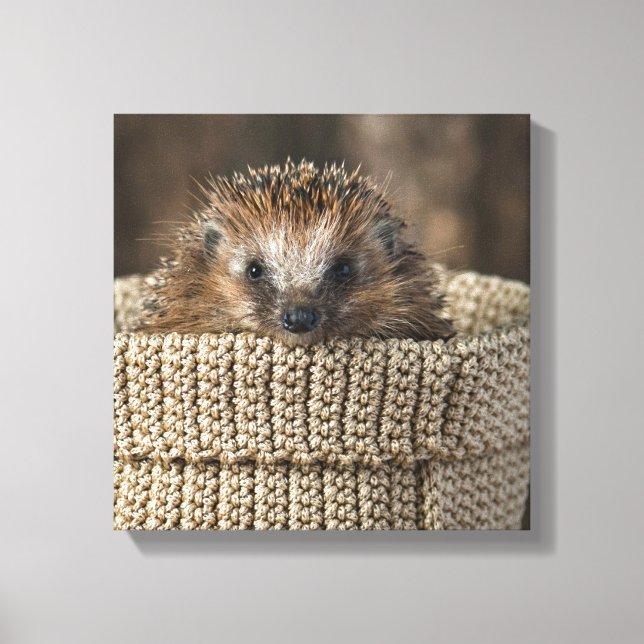 Cutest Baby Animals | Hedgehog in a Basket Canvas Print (Front)